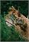 Pferd_2